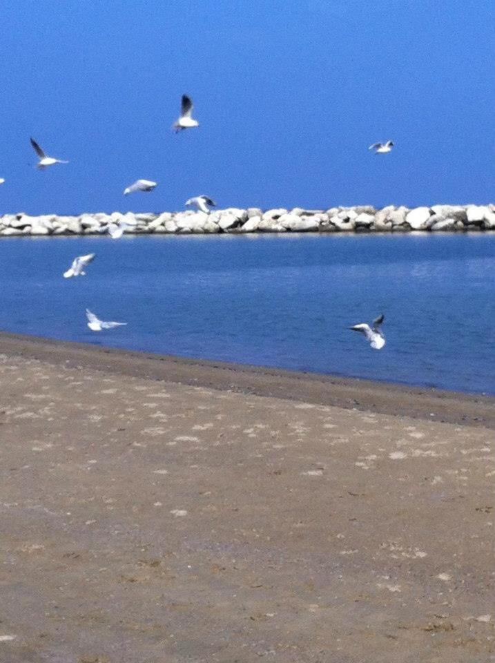 Hotel Argo Rimini Dış mekan fotoğraf
